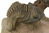 Two Metacanthina Trilobites With Reedops - Lghaft, Morocco #284059-7